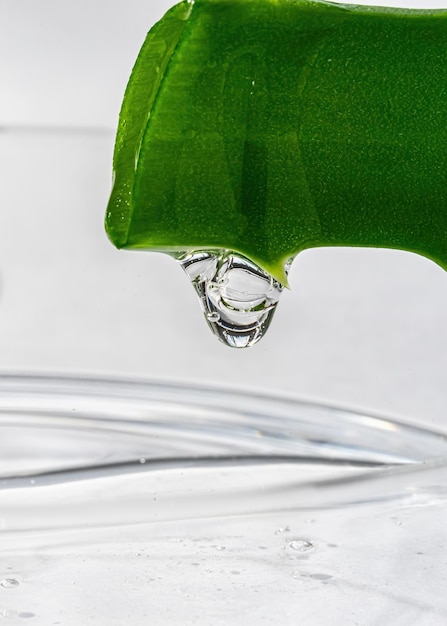 Closeup de suco de aloe vera pingando de uma folha cortada Obtendo um extrato de uma planta medicinal aloe em laboratório