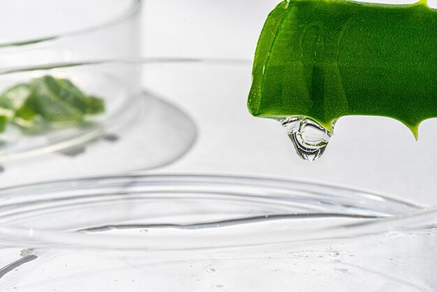 Closeup de suco de aloe vera pingando de uma folha cortada Obtendo um extrato de uma planta medicinal aloe em laboratório