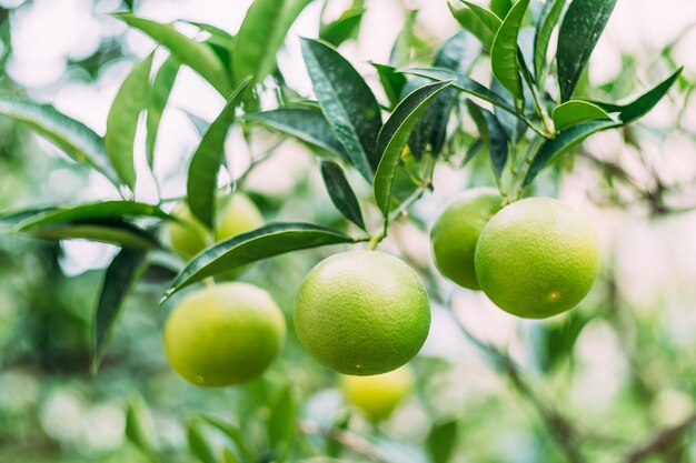 Closeup de tangerinas verdes em galhos de árvores