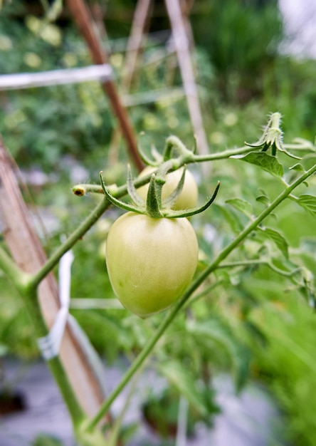 Closeup de tomates verdes frescos crescendo no jardim