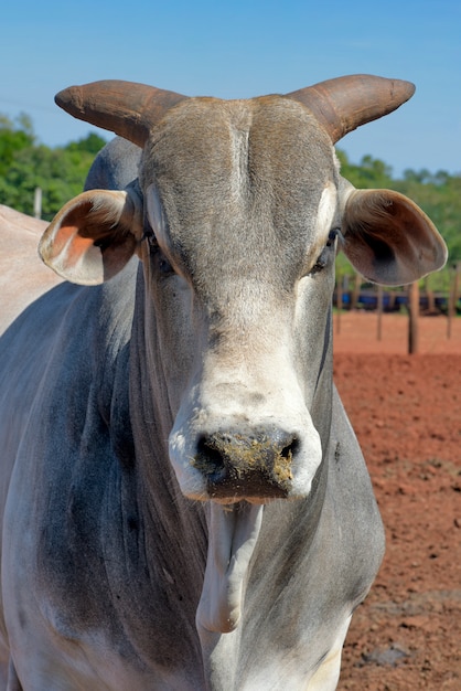 Closeup de touro zebu da raça nelore