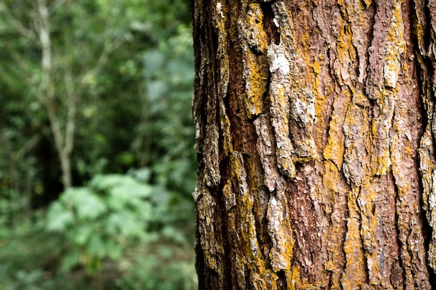 Foto closeup de tronco de árvore com fundo desfocado