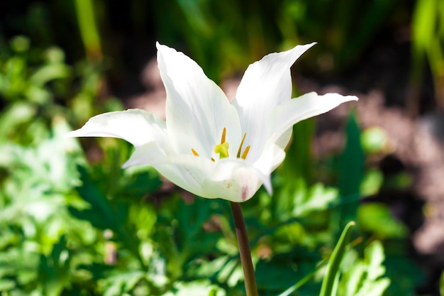 Closeup de tulipa branca varietal na superfície da folhagem verde
