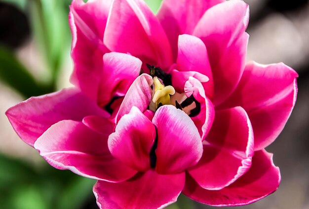 Closeup de tulipa rosa florescendo Tulip flower com pétalas rosadas