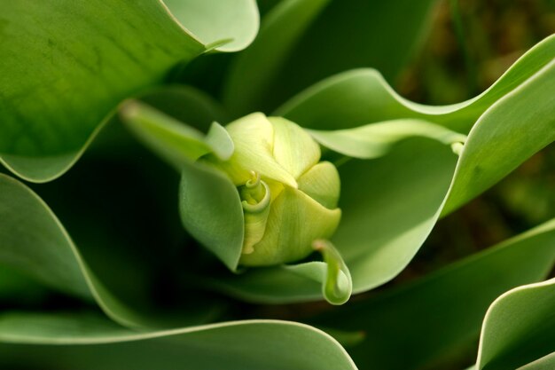 Closeup de tulipa verde com polpa