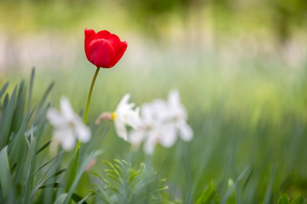 Closeup de tulipa vermelha flores florescendo no jardim primavera ao ar livre