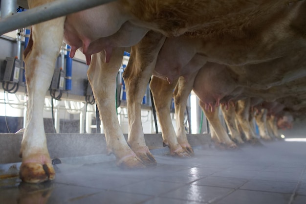 Closeup de úbere de vaca com fazenda de vacas de máquina de ordenha