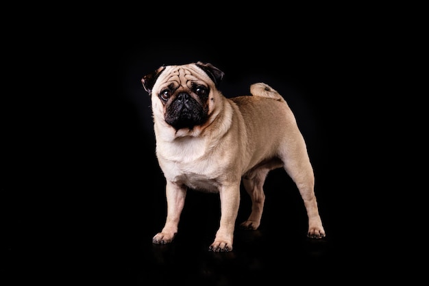 Closeup de um cão pug em pé contra um fundo preto isolado