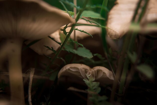 Closeup de um falso cogumelo guarda-chuva chlorophyllum molybdenum ou lepiota com esporos verdes na vista da floresta do esoterismo de foco suave inferior