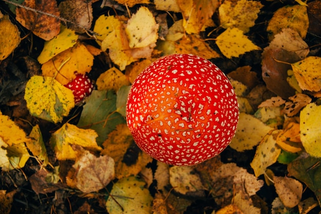 Closeup de um falso cogumelo umbellate fly agaric na floresta no contexto das folhas de outono cogumelo místico de foco suave para visão de esoterismo de bruxaria de cima