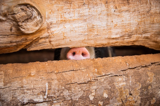 Closeup de um nariz de porco trancado em uma cerca um conceito de animal cativo de narinas de porco