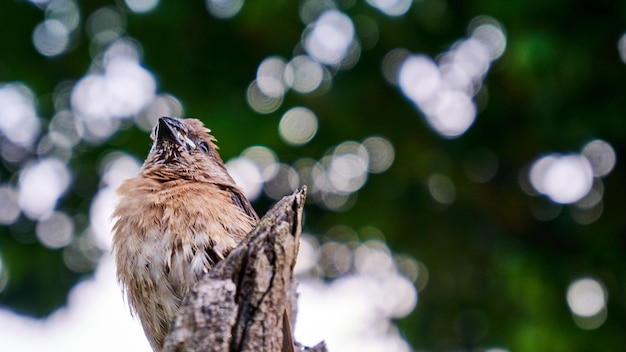 Closeup de um pardal empoleirado em uma árvore