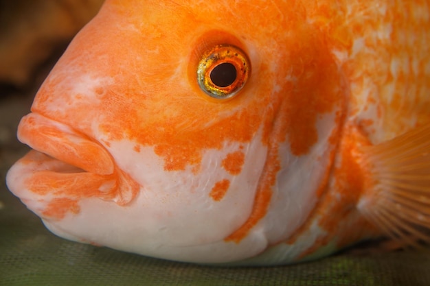 Foto closeup de um peixe dourado midas cichlid