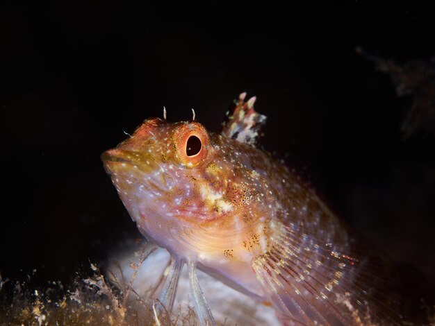 Foto closeup de um peixe mediterrâneo tripterygion delaisi