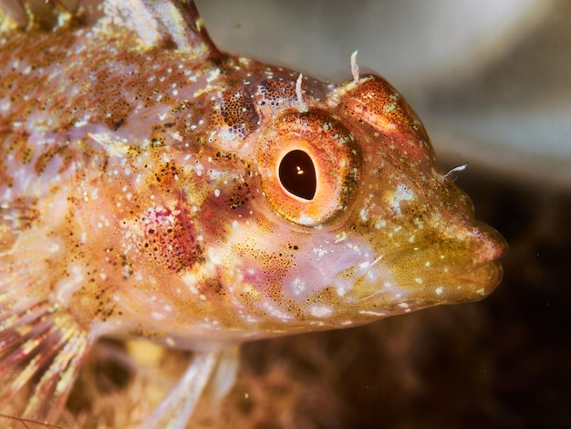 Foto closeup de um peixe mediterrâneo tripterygion delaisi