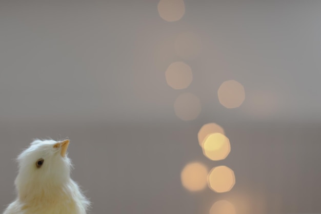 Closeup de um pequeno cartão de Páscoa de frango amarelo com um espaço de cópia Decoração de Páscoa de primavera Modelo para papel de parede de espaço de cópia de design ou Banner contra luzes festivas borradas