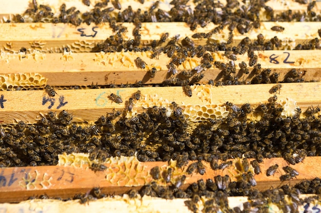 Closeup de um quadro com um favo de mel de cera de mel com abelhas neles Fluxo de trabalho de apiário