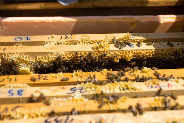 Closeup de um quadro com um favo de mel de cera de mel com abelhas neles Fluxo de trabalho de apiário