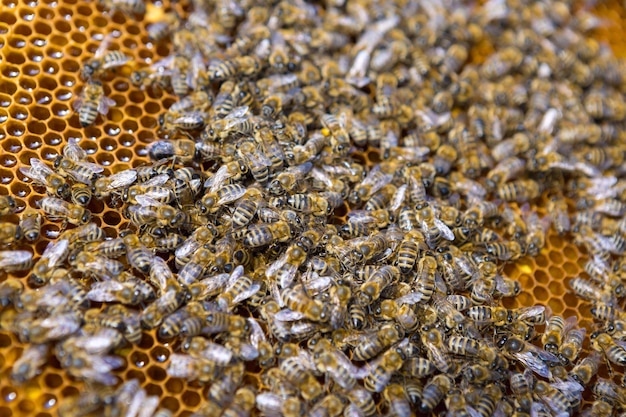 Closeup de um quadro com um favo de mel de cera de mel com abelhas neles Fluxo de trabalho de apiário