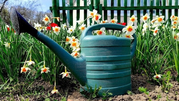 closeup de um regador verde entre flores de narcisos e tulipas Jardinagem e cultivo de flores