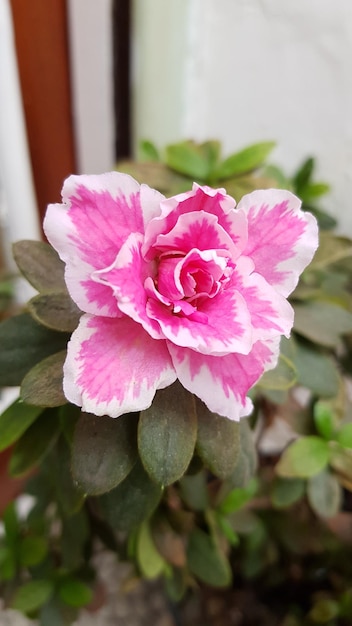 Closeup de um sinal de flor de azaleia rosa do início da primavera