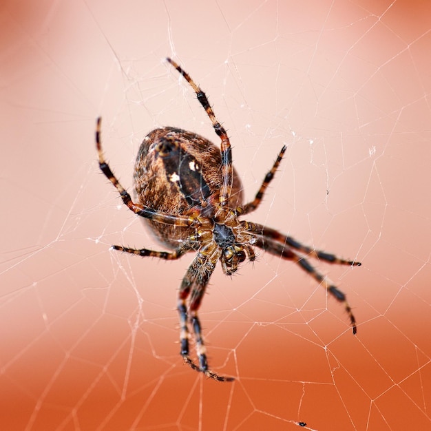 Closeup de uma aranha tecelã de orbe de noz girando uma teia para que a presa seja presa e comida em uma teia de aranha Nuctenea umbratica aracnídeo preto e marrom das espécies araneidae rastejando na natureza