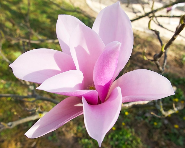 closeup de uma flor de magnólia rosa no galho da árvore