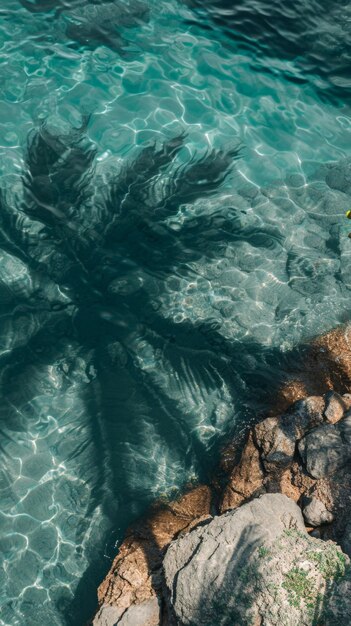 CloseUp de uma folha de palmeira submersa em uma piscina de água