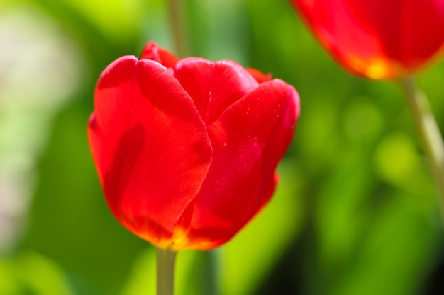 Closeup de uma linda flor de tulipa vermelha com foco seletivo na paisagem de primavera do parque