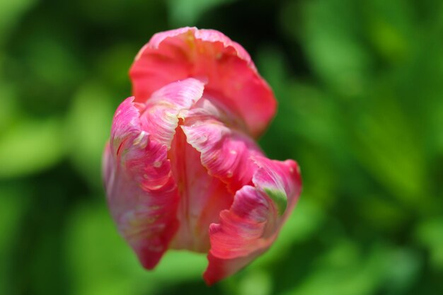 closeup de uma tulipa rosa delicada colorida com foco seletivo em um fundo desfocado natural