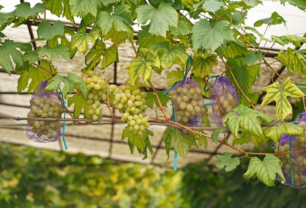 Closeup de uvas penduradas em um galho em um vinhedo Doce e delicioso cacho de uvas na videira Uvas verdes na videira Um ramo de uvas está pronto para a colheita Foco seletivo