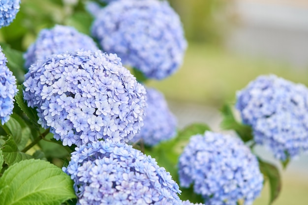 Closeup, de, verde, hydrangea, (Hydrangea, macrophylla)