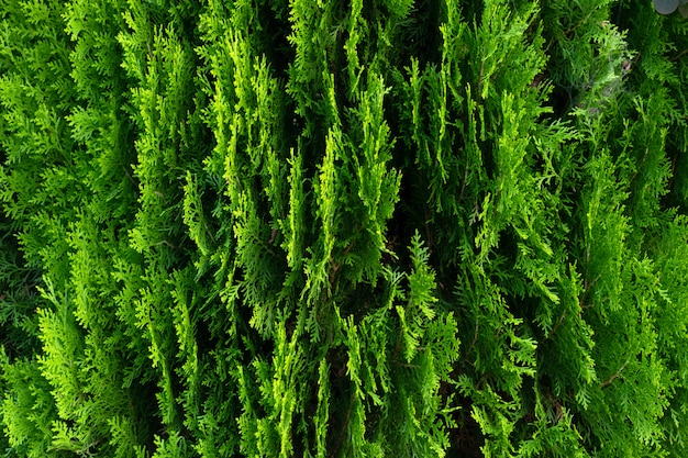 Closeup, de, verde sai, de, thuja, árvores