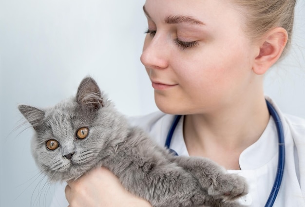 Closeup de veterinário sorridente segurando gatinho cinza pequeno Exame médico de gato na clínica veterinária e conceito de medicina veterinária