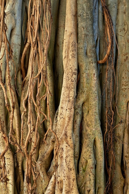 Closeup de videiras selvagens de uma árvore banyan em uma floresta em um dia ensolarado zoom em muitas videiras e brotos pendurados em uma árvore intocada no havaí detalhes padrões e texturas de casca