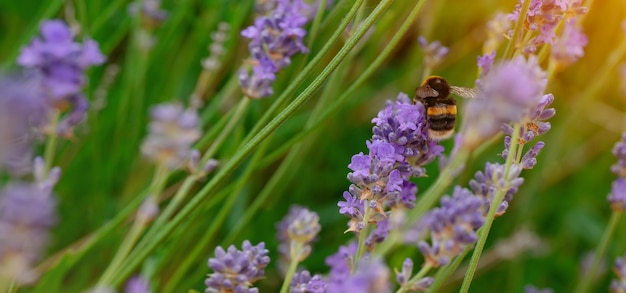 Closeup de zangão na flor de lavanda no dia ensolarado de verão Flores de verão verão