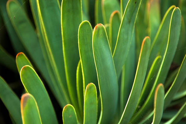 Closeup detalhe do fã-aloe