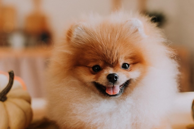 Closeup do focinho de um pequeno pomeranian fofo vermelho deitado sobre uma mesa de madeira. produtos para animais de estimação. cão olha para a câmera. conceito de outono quente. espaço para texto. foto de alta qualidade