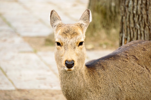 Closeup, doe, veado jovem, em, nara, parque, área, nara, prefecture, japão