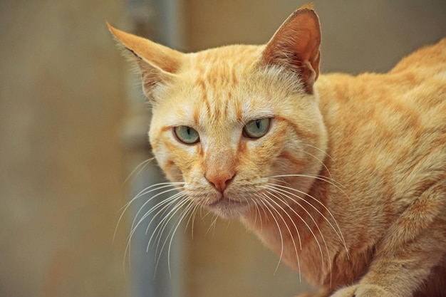 Closeup dourado encantador jovem focando gato