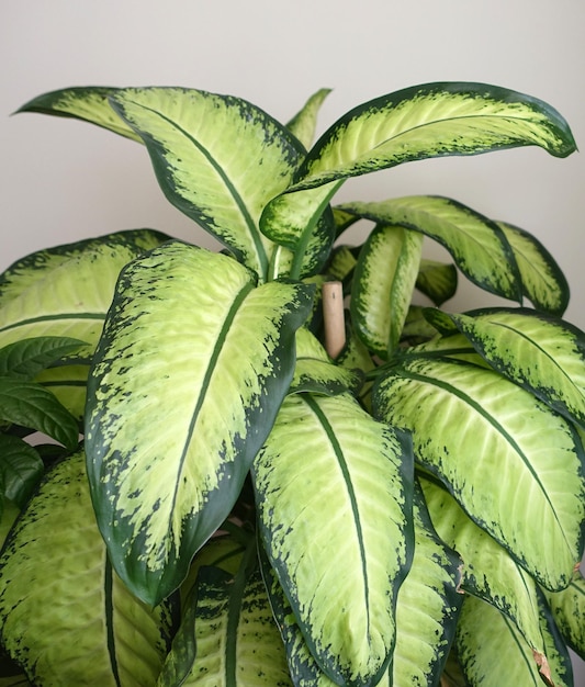 Closeup Dumb Cane Flowerdifenbahyahome difenbahya flowerlarge Blatt Zierpflanzen