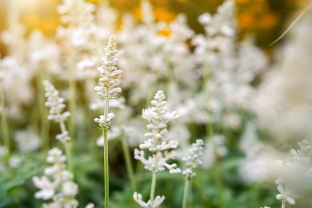 Closeup e colher pequenas flores de pastagem no jardim de flores amarelas embaçadas