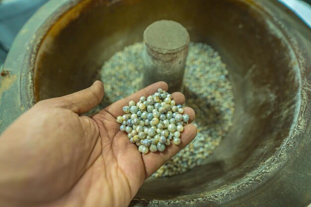 Closeup e foco seletivo de pérolas cultivadas dentro do mergulhador de pérolas Oyster Shell mostrando como abrir uma concha para encontrar pérolas de água salgada uma antiga tradição nos países do golfo, como os Emirados Árabes Unidos