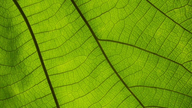 Closeup Ecke Blattmuster Vintage Hintergrund grüne Blätter Natur Wählen Sie einen bestimmten Fokus