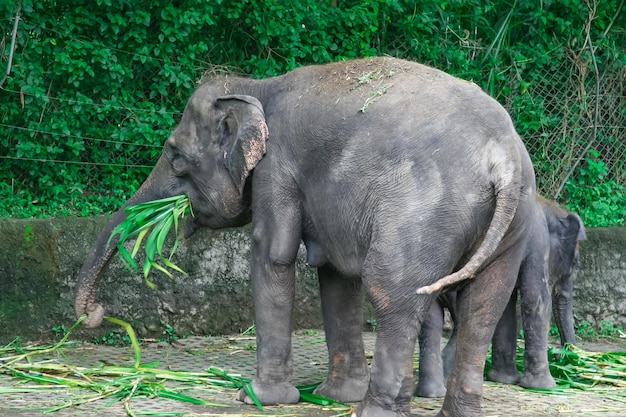 Closeup elefante asiático comendo grama verde