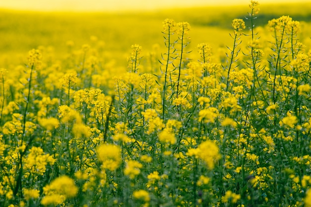 Closeup em canola flor ou campo de flores de colza