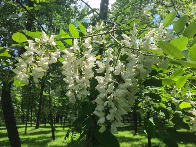 Closeup em flores acácia branca Fundo da natureza