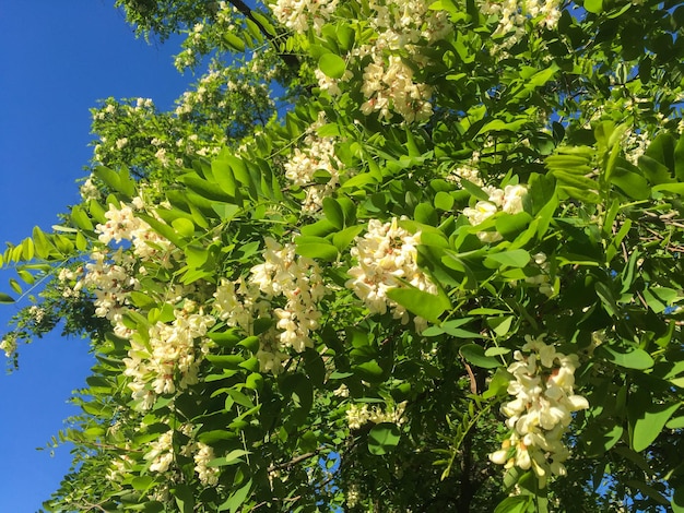 Closeup em flores de acácia branca contra o céu azul Fundo da natureza