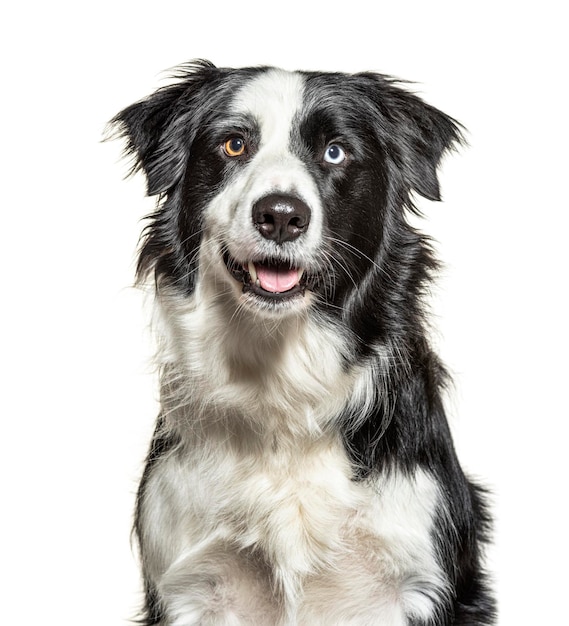 Closeup em olhos de peixinho Border Collie preto e branco ofegante