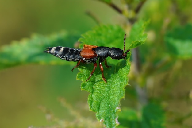 Closeup em um besouro rover colorido, Platydracus stercorarius sentado em uma folha verde